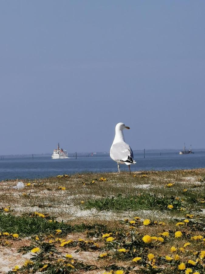 Kleinaberfein An Der Nordseekueste Schweindorf Esterno foto